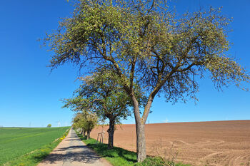 Obstbäume 2