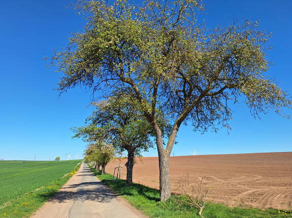 Obstbäume 2