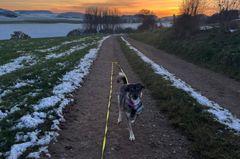 Hund