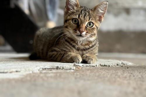 Stadt Marsberg erinnert an Katzenhalterpflichten