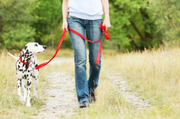 Stadt Marsberg erinnert an Pflichten von Hundehaltern