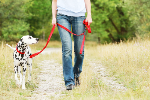 Stadt Marsberg erinnert an Pflichten von Hundehaltern